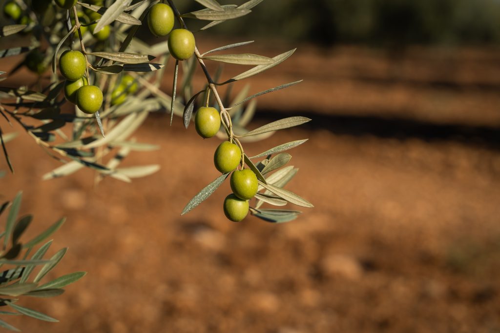 Cómo cuidar un olivo