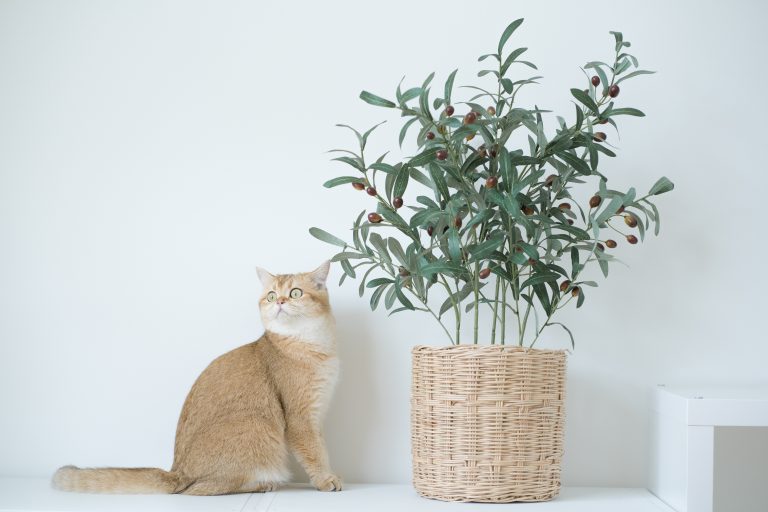 gato naranja y blanco al lado de un olivo en una maceta